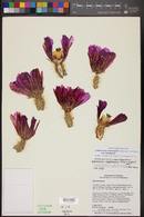 Echinocereus engelmannii image