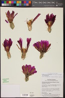 Echinocereus engelmannii image