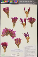 Echinocereus engelmannii image