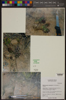 Tephrocactus nigrispinus image
