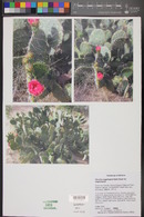 Opuntia engelmannii image