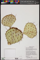 Opuntia phaeacantha image