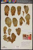 Opuntia basilaris image