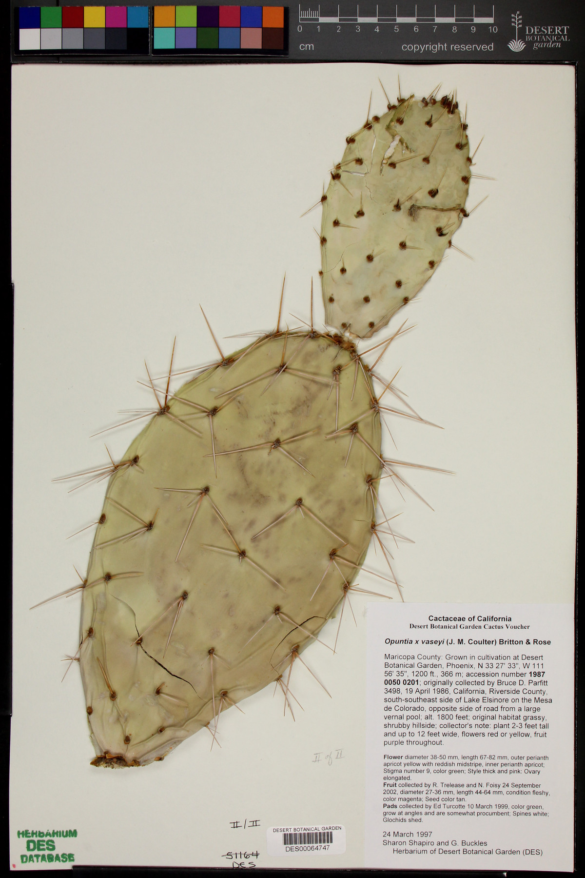 Opuntia x vaseyi image