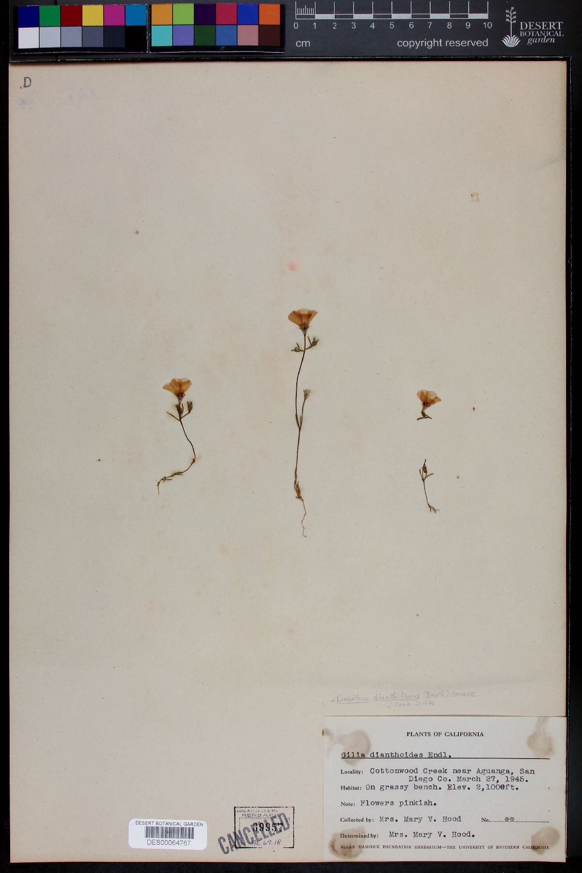 Gilia dianthoides image