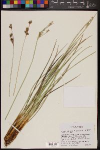 Juncus balticus subsp. mexicanus image