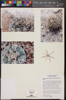 Coryphantha poselgeriana image
