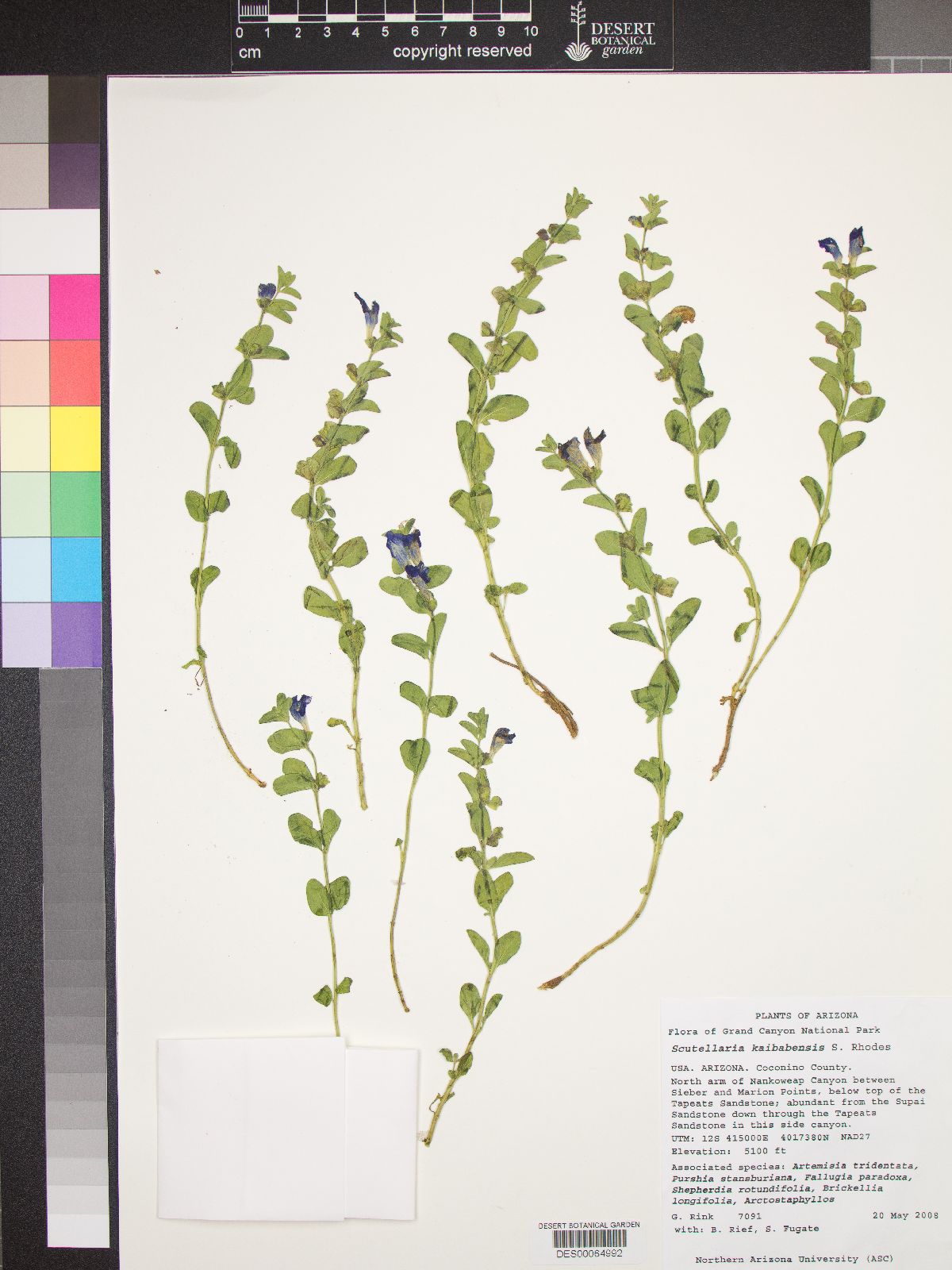 Scutellaria potosina var. kaibabensis image