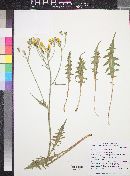 Crepis intermedia image