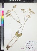 Eriogonum jonesii image