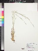 Schizachyrium scoparium image