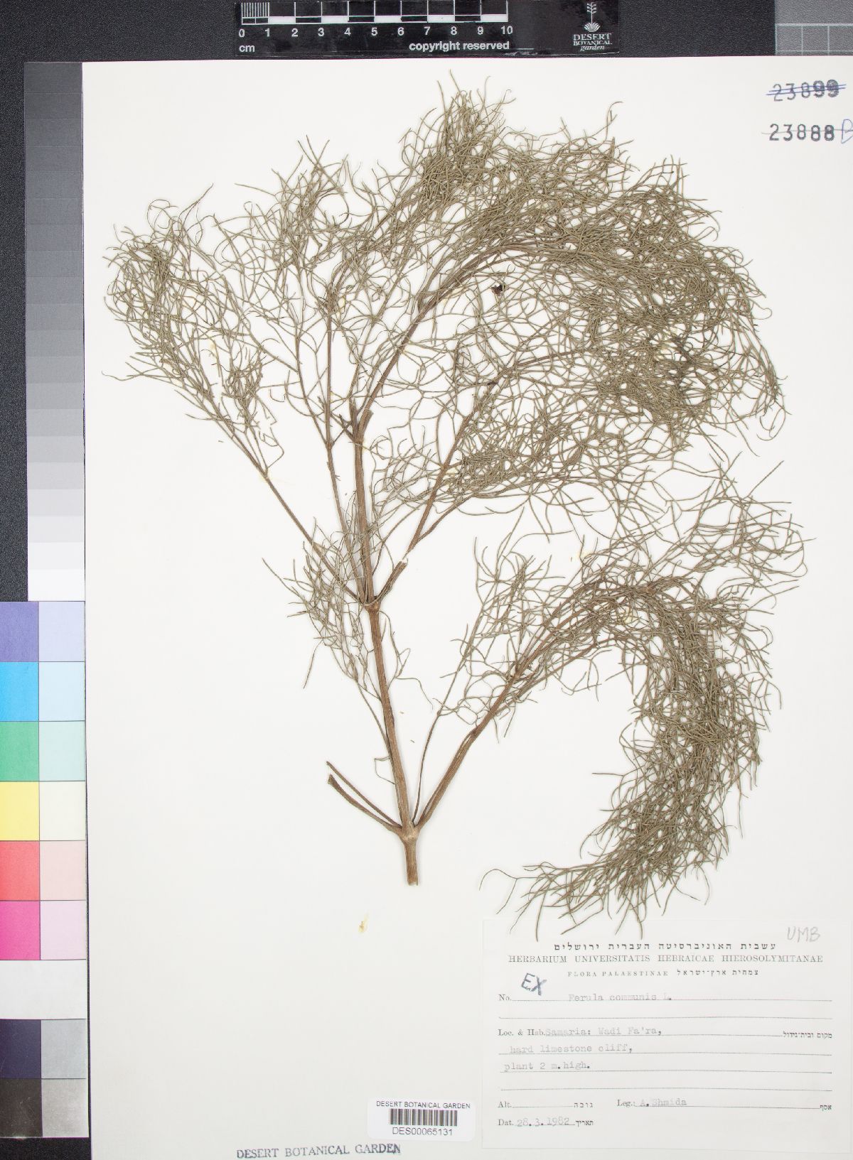 Ferula communis image