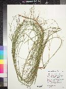 Chloracantha spinosa image