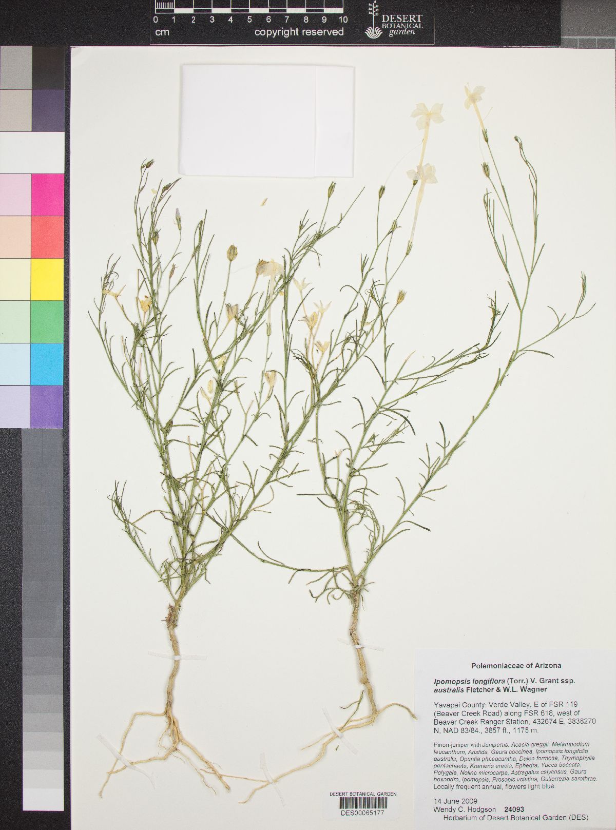 Ipomopsis longiflora subsp. australis image