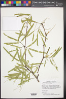 Prosopis alba image