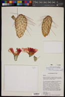 Opuntia polyacantha image