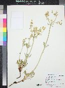 Eriogonum heracleoides image