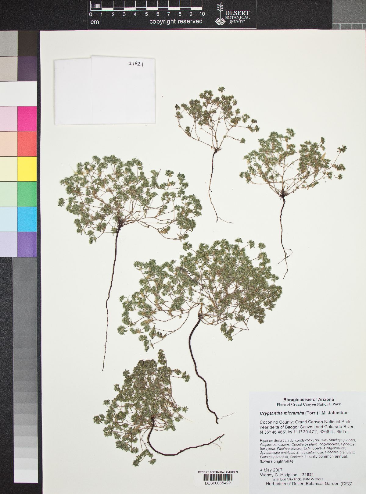 Eremocarya micrantha var. micrantha image