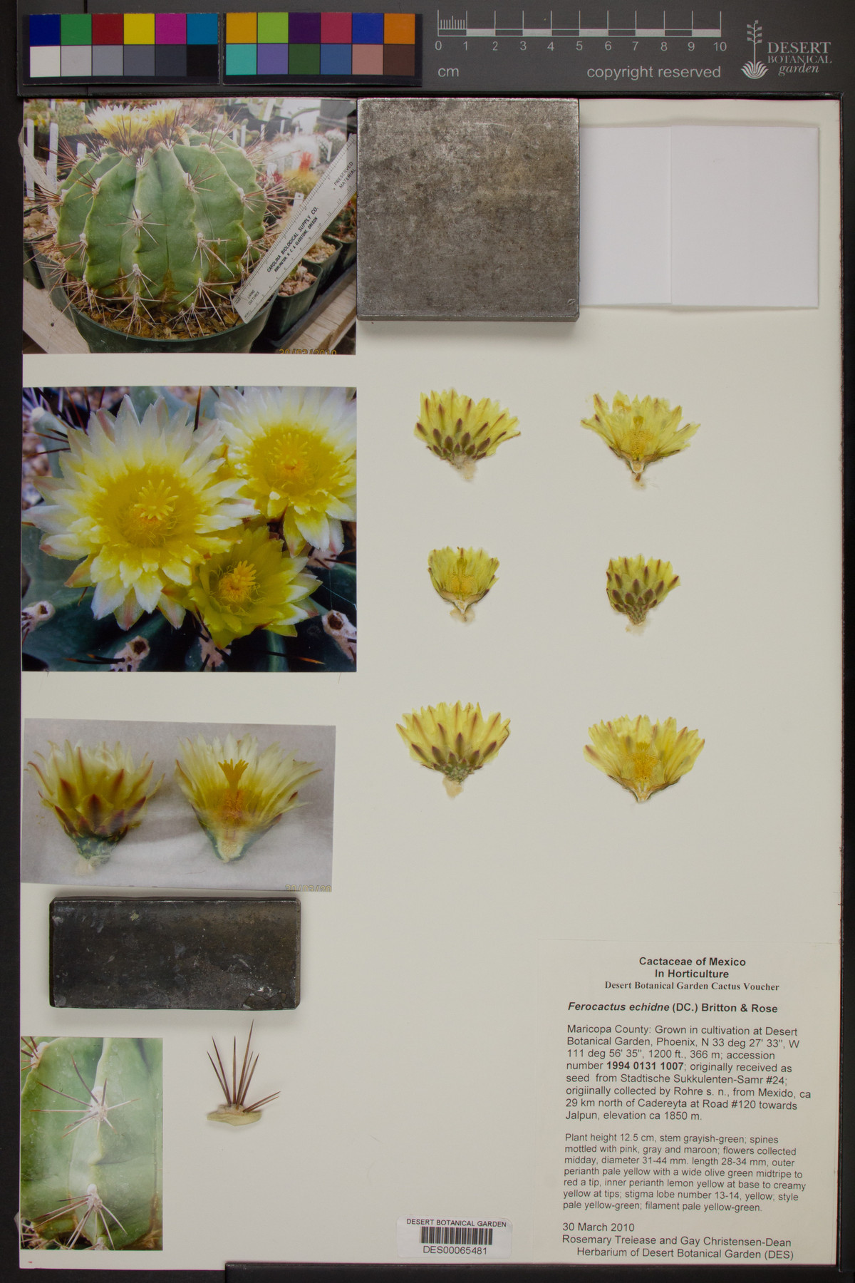 Ferocactus echidne image