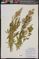 Baccharis salicifolia image