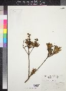 Arctostaphylos polifolia image