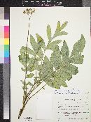 Hydrophyllum occidentale image