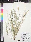 Artemisia bigelovii image