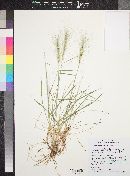 Elymus elymoides image