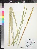 Typha domingensis image