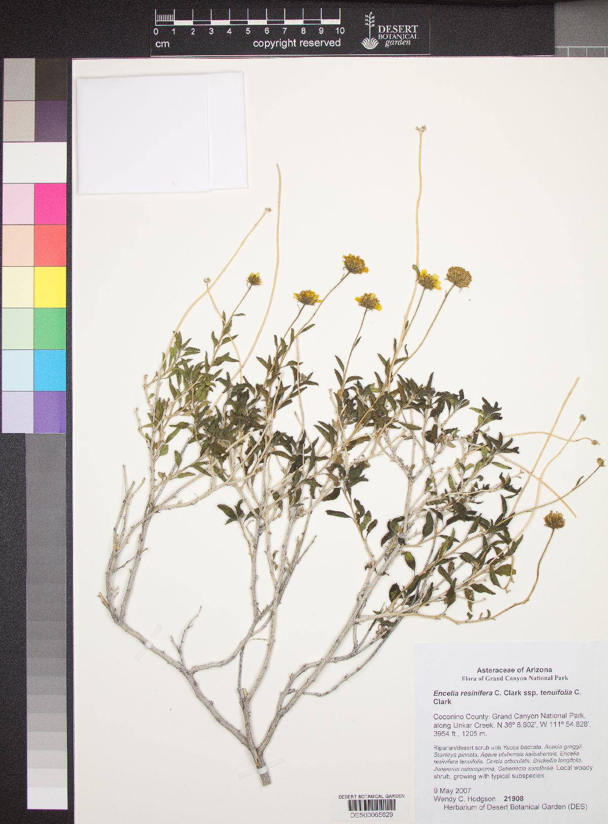 Encelia resinifera subsp. tenuifolia image