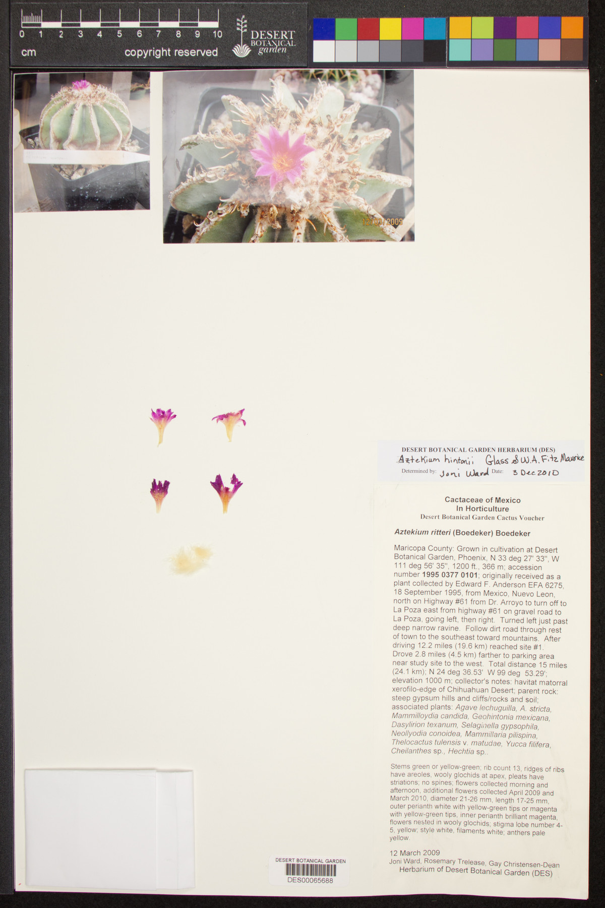 Aztekium hintonii image