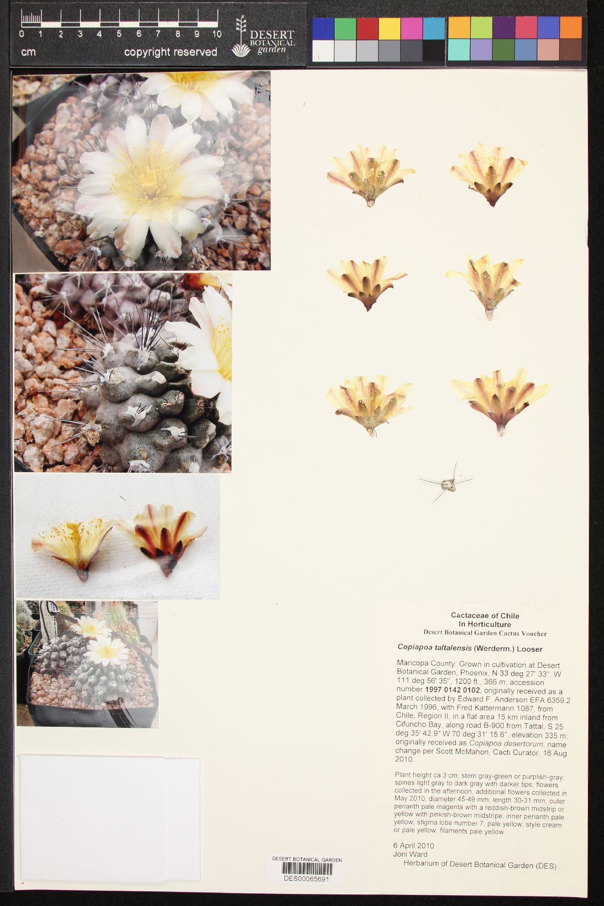 Copiapoa taltalensis image