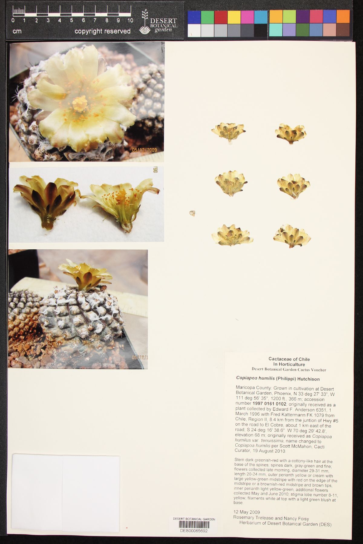 Copiapoa humilis image
