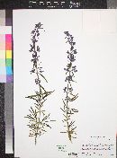 Trichostema parishii image