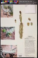 Cylindropuntia x kelvinensis image