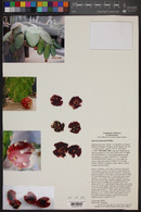 Opuntia puberula image