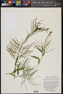 Thelypodium wrightii var. wrightii image