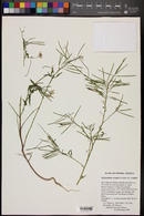 Thelypodium wrightii var. wrightii image