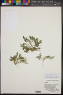 Lepidium oblongum image