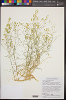 Lepidium fremontii var. fremontii image