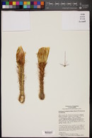 Echinopsis strigosa image