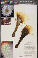 Echinopsis strigosa image