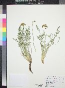 Lomatium scabrum var. scabrum image