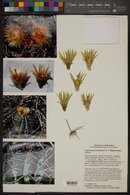 Ferocactus peninsulae image