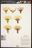 Astrophytum capricorne image