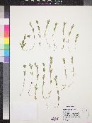 Epilobium densiflorum image