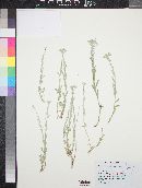 Sphaeromeria cana image