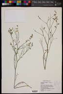 Astragalus convallarius image