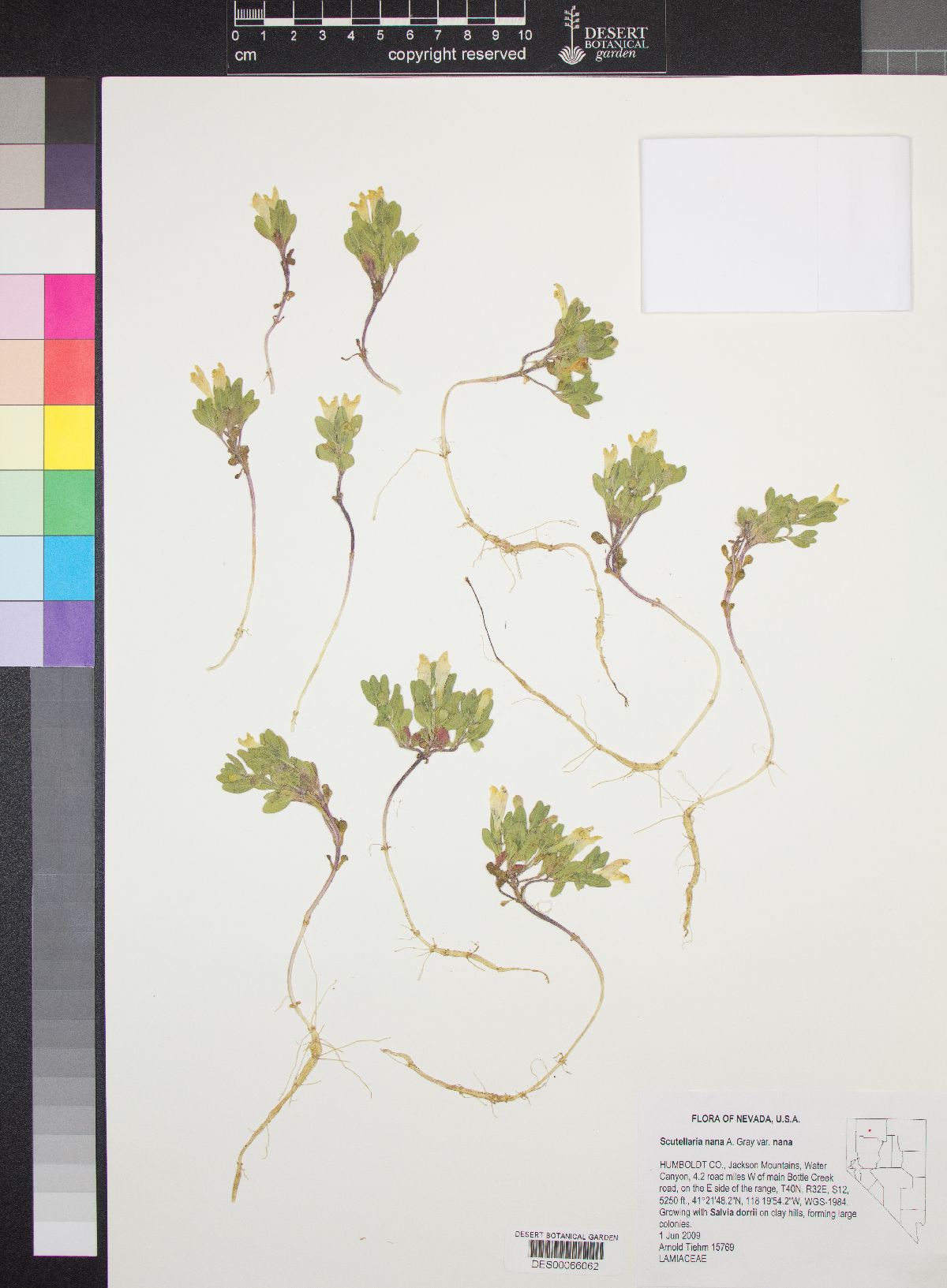 Scutellaria nana var. nana image