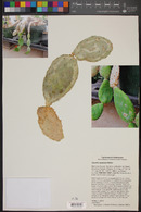 Opuntia quitensis image